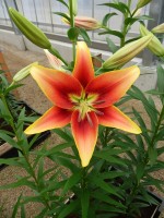 [4064 Kaveri Mak No02.JPG]